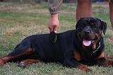 ROTTWEILER - BROSSAGE 076
